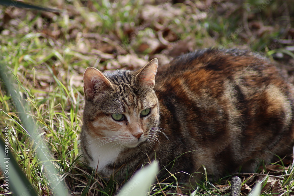 cat on grass cat on grass