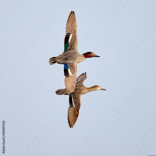 Tableau sur toile wild ducks flying against blue sky (anas crecca)