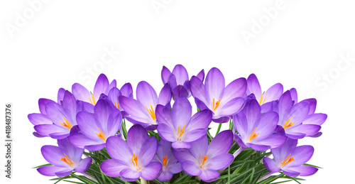 Spring flowers of Whitewell Purple or Early Crocus, Crocus tommasinianus
 photo