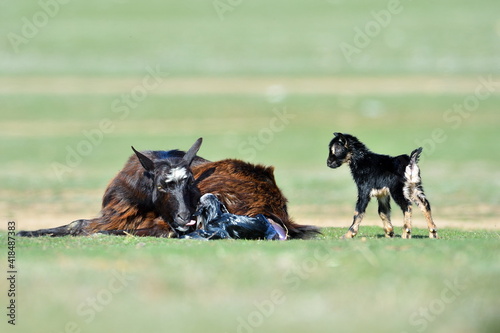 little new born baby goats on field in spring © bereta