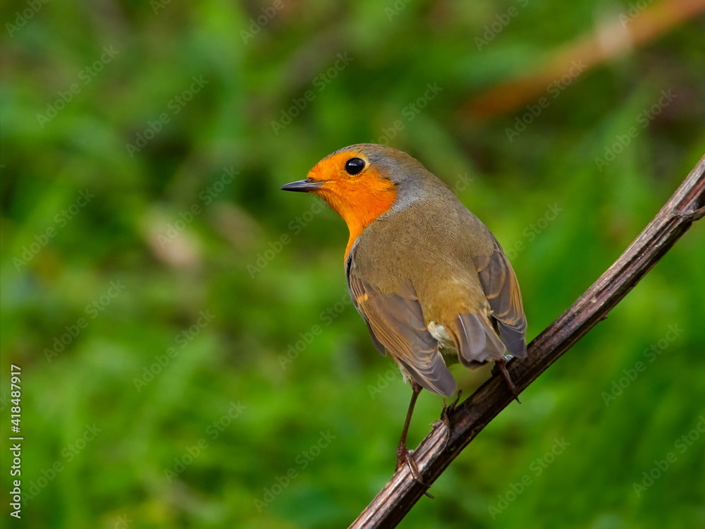 Fototapeta premium european robin (Erithacus Rubecula)