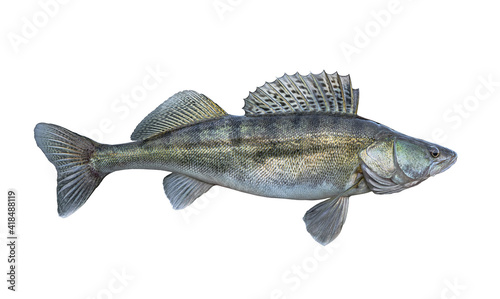 Zander. Walleye fish isolated on white background. Sander pikeperch fishing