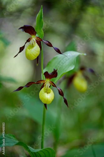 Frauenschuh, Cypripedium calceolus