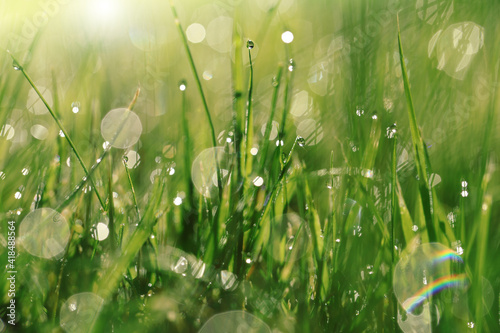 Earth Day. Ecological concept. Grass stems with water drops .spring grass background. bright green grass with water drops. natural backgrounds with green grass 