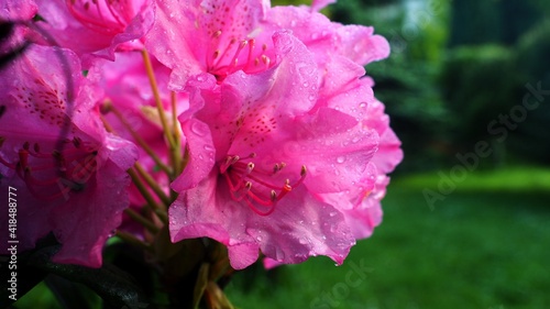 Big pink flower of rhododendron in the garden
