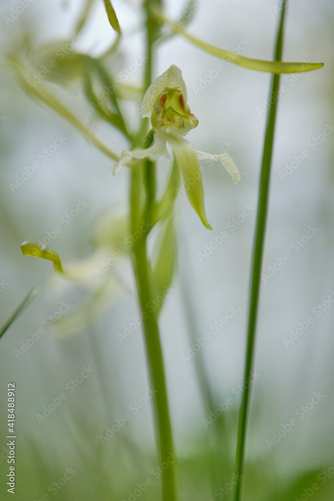 Grünliche Waldhyazinthe, Platanthera chlorantha Grünliche Waldhyazinthe, Platanthera chlorantha
