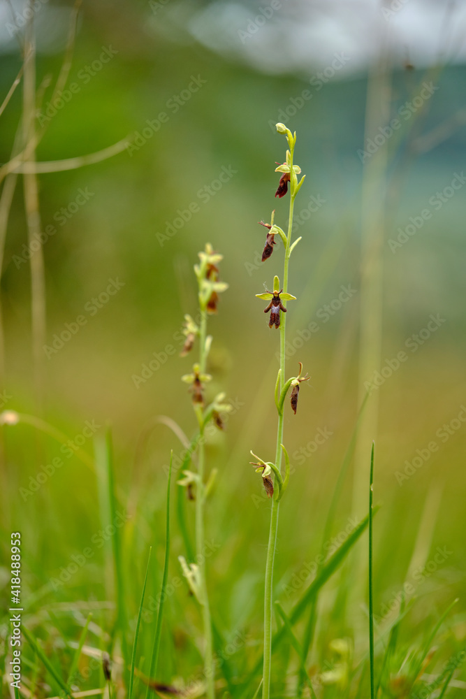 Fliegen-Ragwurz, Ophrys insectifera Fliegen-Ragwurz, Ophrys insectifera