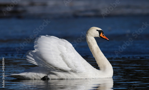 Muted swan  
