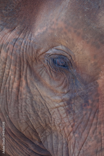 full frame close up of asian elephant female eye