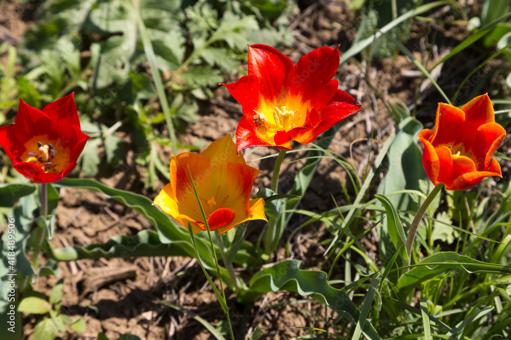 Blooming wild red and yellow tulips in green grass in spring steppe in Kalmykia Blooming wild red and yellow tulips in green grass in spring steppe in Kalmykia