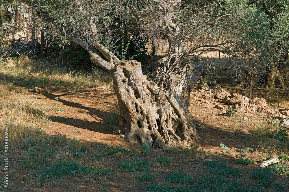 Olivenbäume auf der Insel Naxos, Kykladen, Griechenlan