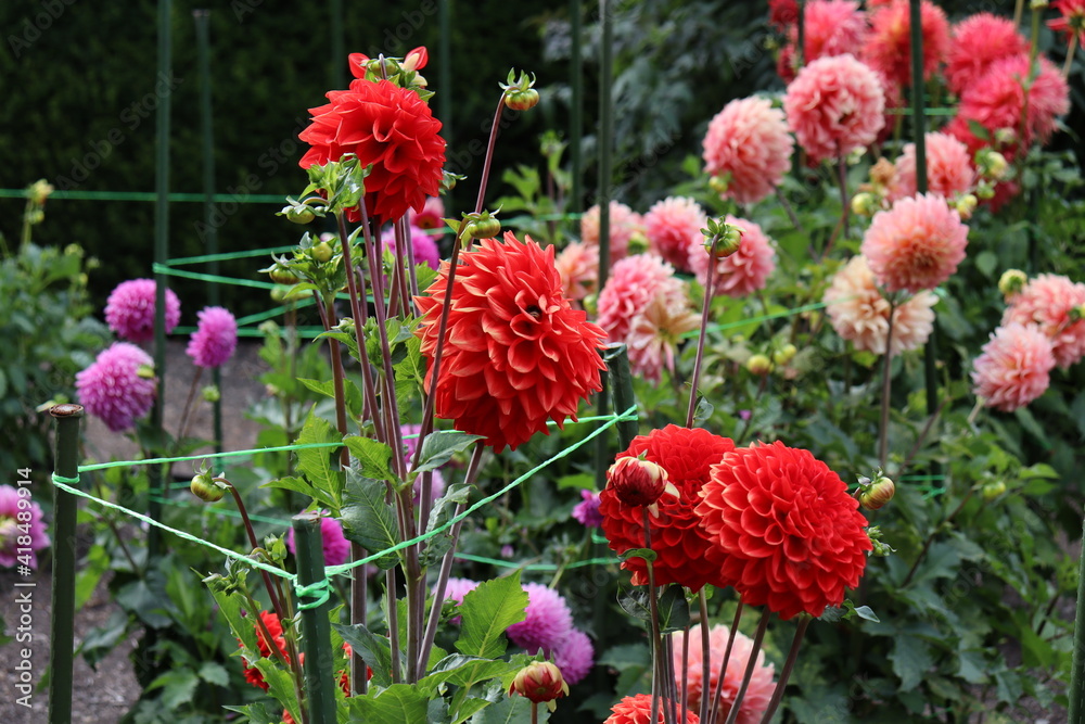 Various Summer Flowers in Christchurch Botanical Gardens South Island New Zealand