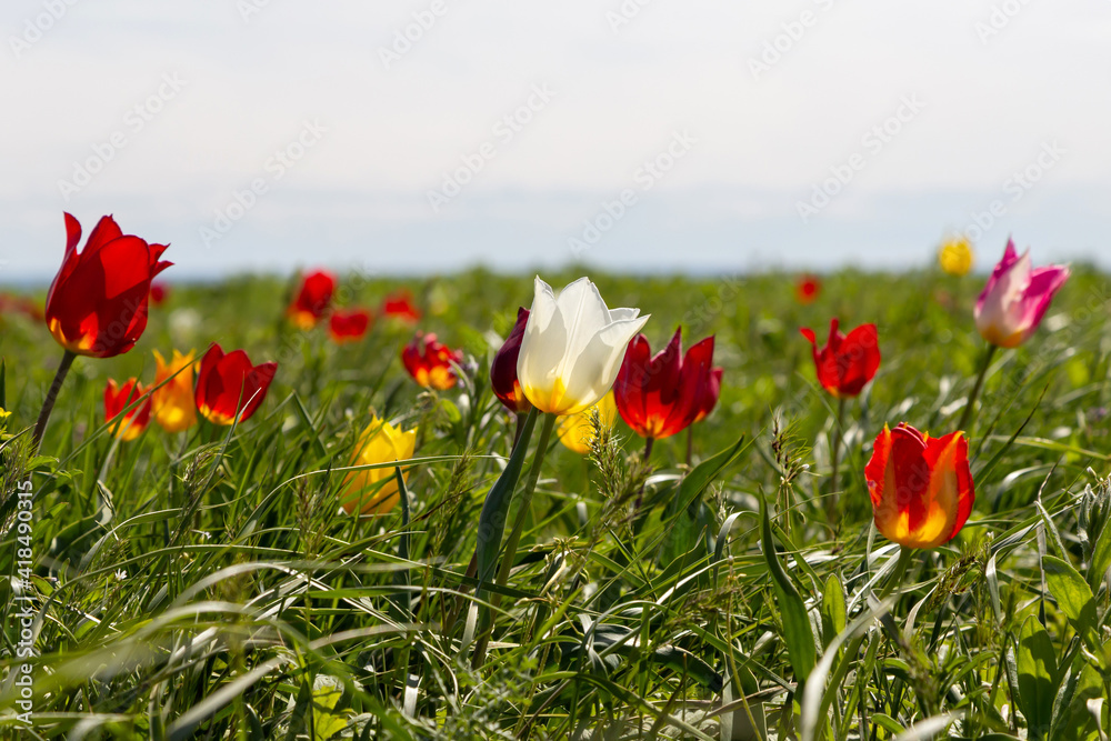 White, red and pink wild tulips on a sunny windy day in the steppe. Kalmykia