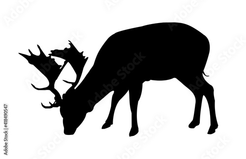 Vector black silhouette of a fallow deer or deer isolated on white background. Illustration of a wild ruminant mammal  herbivorous animal living in forests.