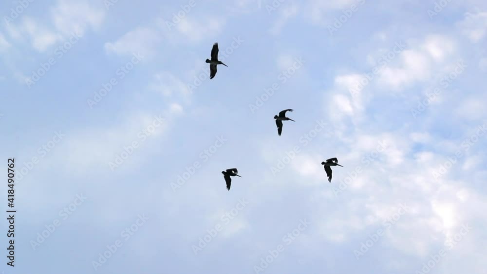 Low angle slow motion panning shot of birds flying against blue sky - San Francisco, California Low angle slow motion panning shot of birds flying against blue sky - San Francisco, California