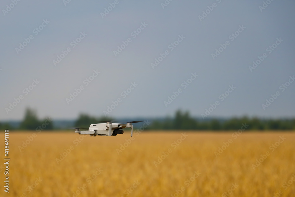 A small drone flies over a yellow wheat field. A small drone flies over a yellow wheat field.