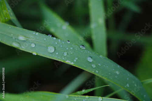 Green young grass with water drops after rain.