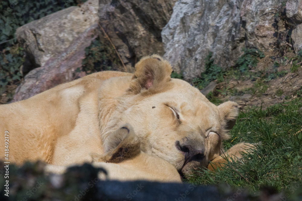Lioness sleeps on a meadow Lioness sleeps on a meadow