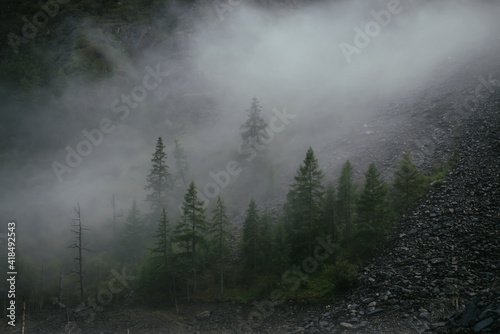 Fototapeta Minimal mountain scenery with low clouds among coniferous trees on steep slope