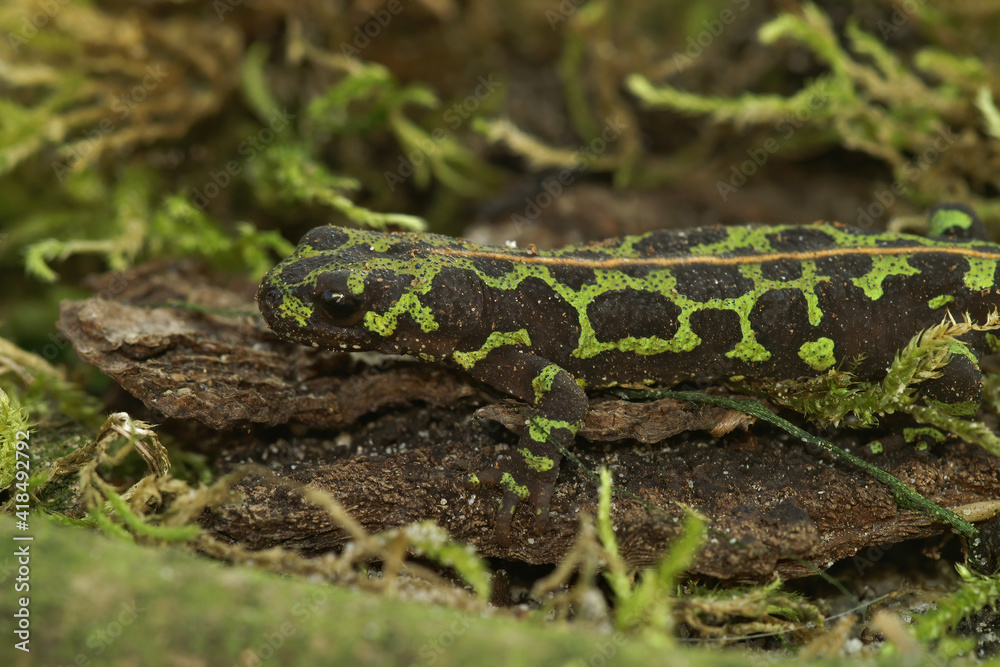 Closeup of a well camouflaged terrestrial juvenile marbled newt, Triturus marmoratus on green moss Closeup of a well camouflaged terrestrial juvenile marbled newt, Triturus marmoratus on green moss