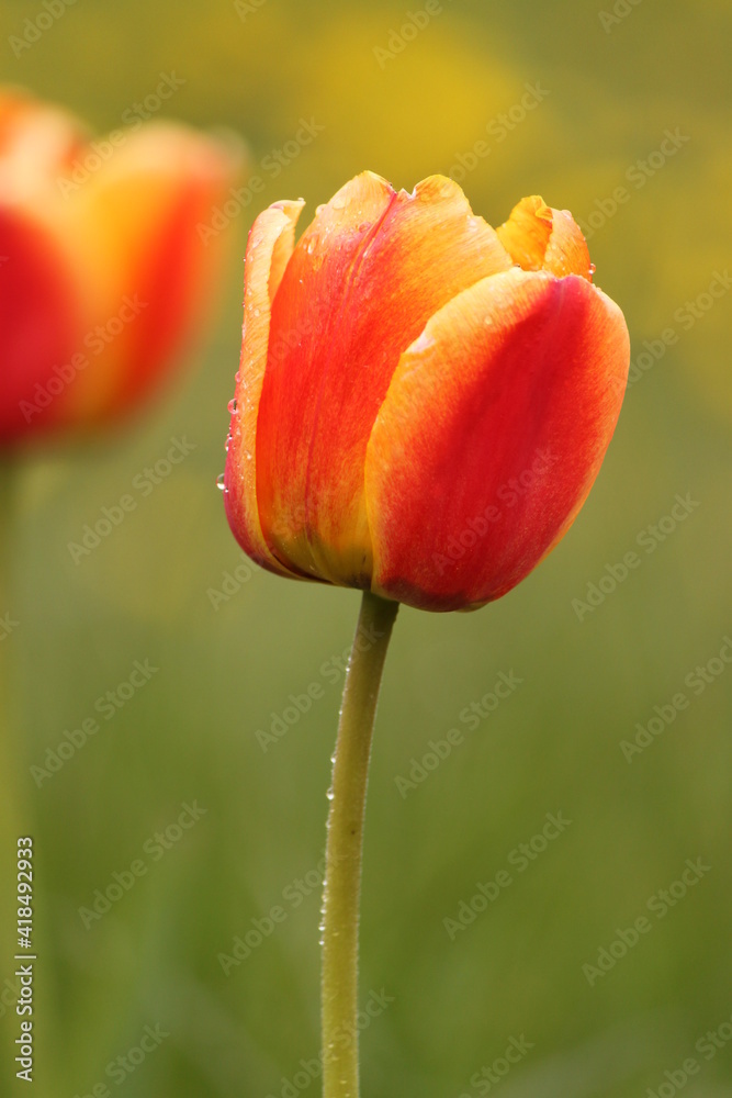 Fototapeta premium orange tulip on a green background