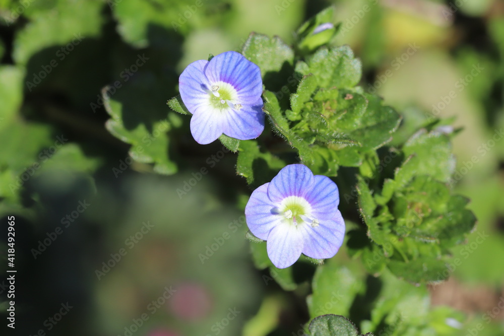 冬の野原に咲くオオイヌノフグリの青色の花 冬の野原に咲くオオイヌノフグリの青色の花