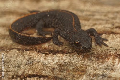 Full body closeup on a terrestrial juvenile of the Antalolian crested newt, Triturus anatolicus photo