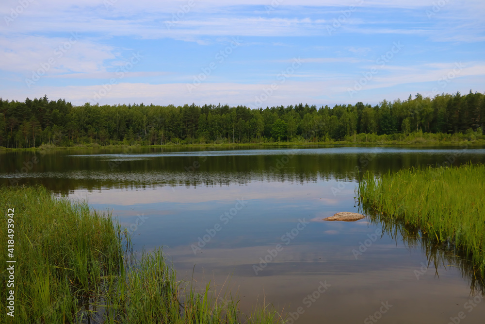 View of a small lake in the forest on a summer day.