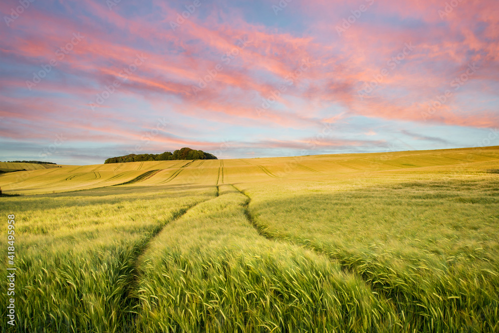 Obraz premium Summer landscape over agricultural farm field of crops in late afternoon