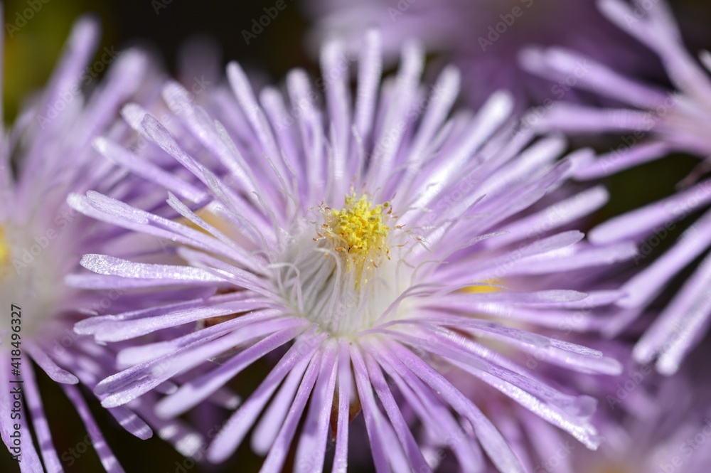 close up of a flower close up of a flower