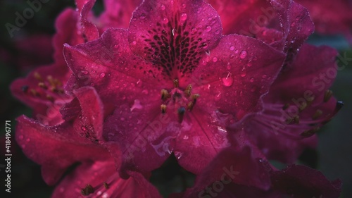 Drops on a pink flower - rhododendron  shady