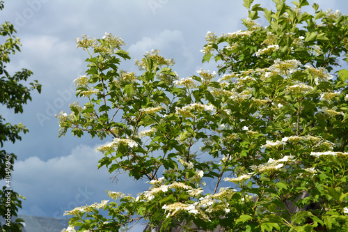 Blooming viburnum bush with white flowers on the background of cloudy sky. Spring garden.