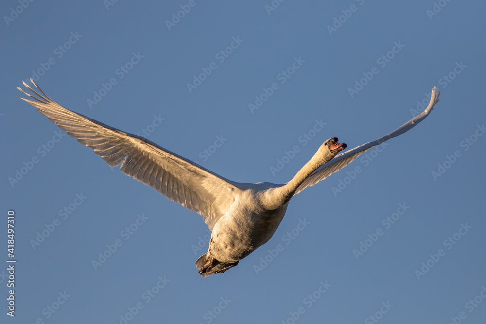 Swan in flight
