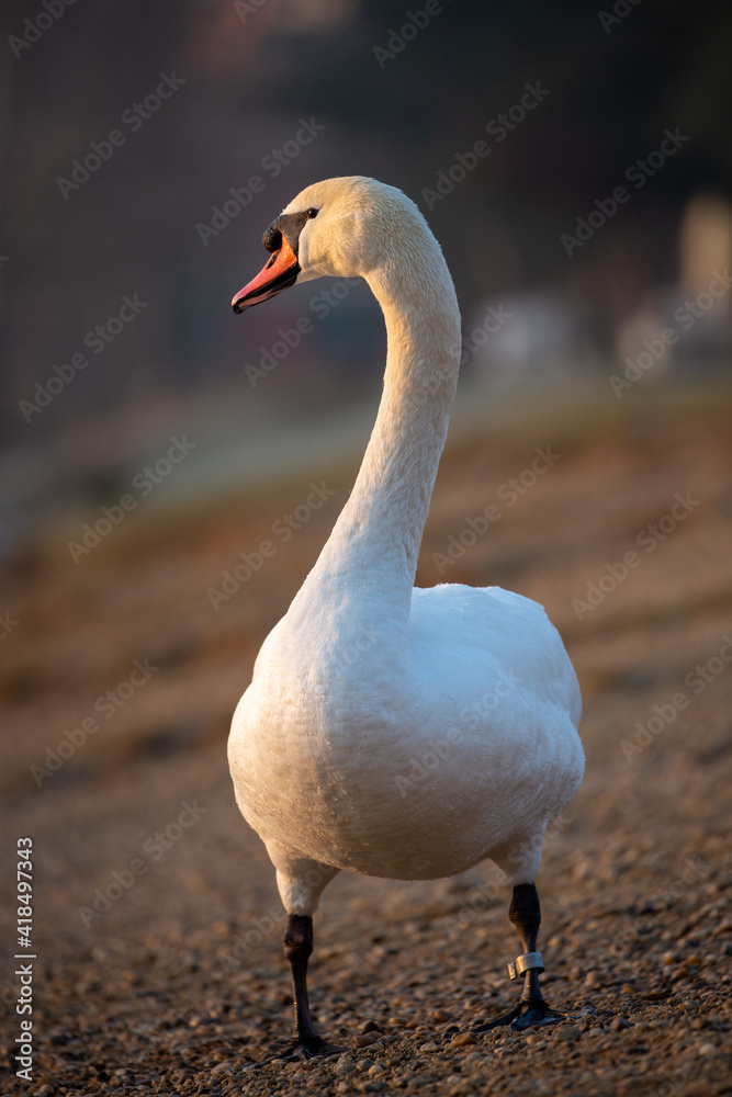 Swan in a beautiful soft morning light