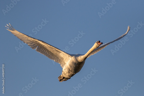 Obraz na płótnie Swan in flight w salonie