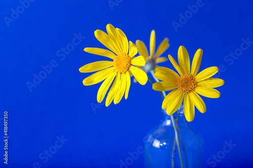 Fényképezés yellow flower on blue background