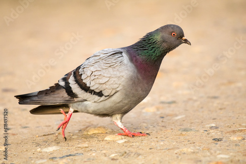 close up of a pigeon