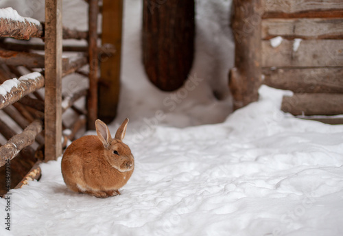 Beautiful, fluffy red rabbit in winter on the farm.