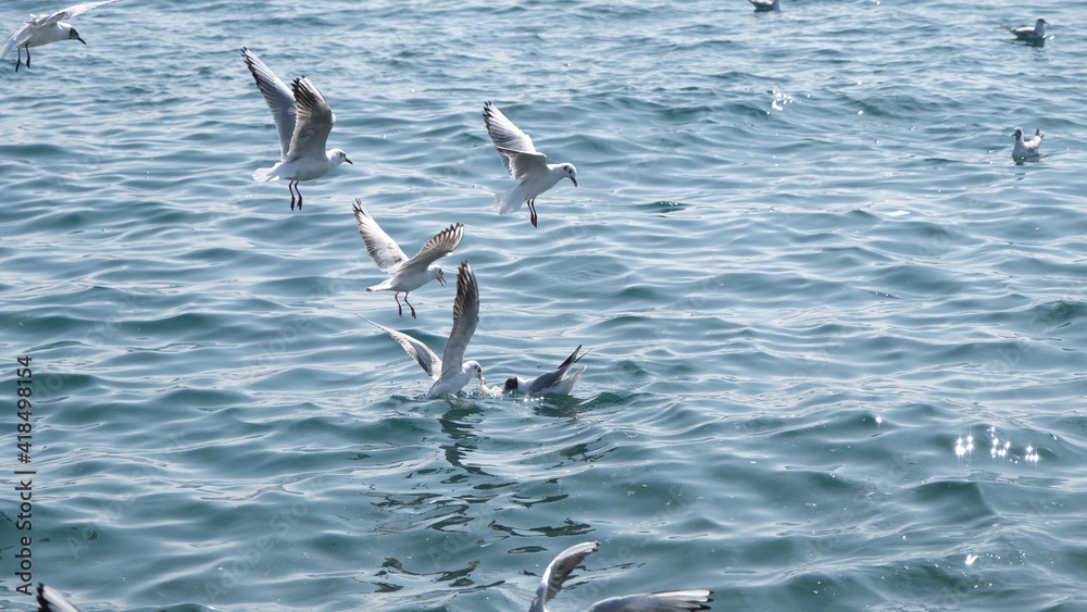 Groups of seagulls in bosphorus istanbul. Seagulls are flying on the sea and landing on water. Groups of seagulls in bosphorus istanbul. Seagulls are flying on the sea and landing on water.