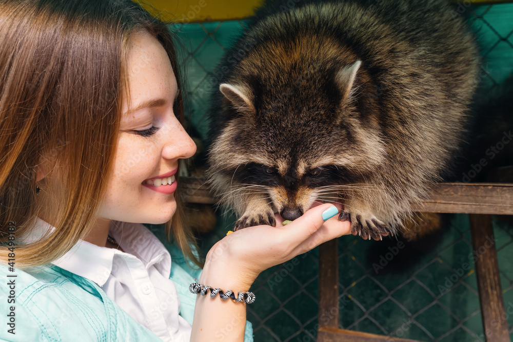 Obraz premium girl feeds a raccoon from hands in a nature park.
