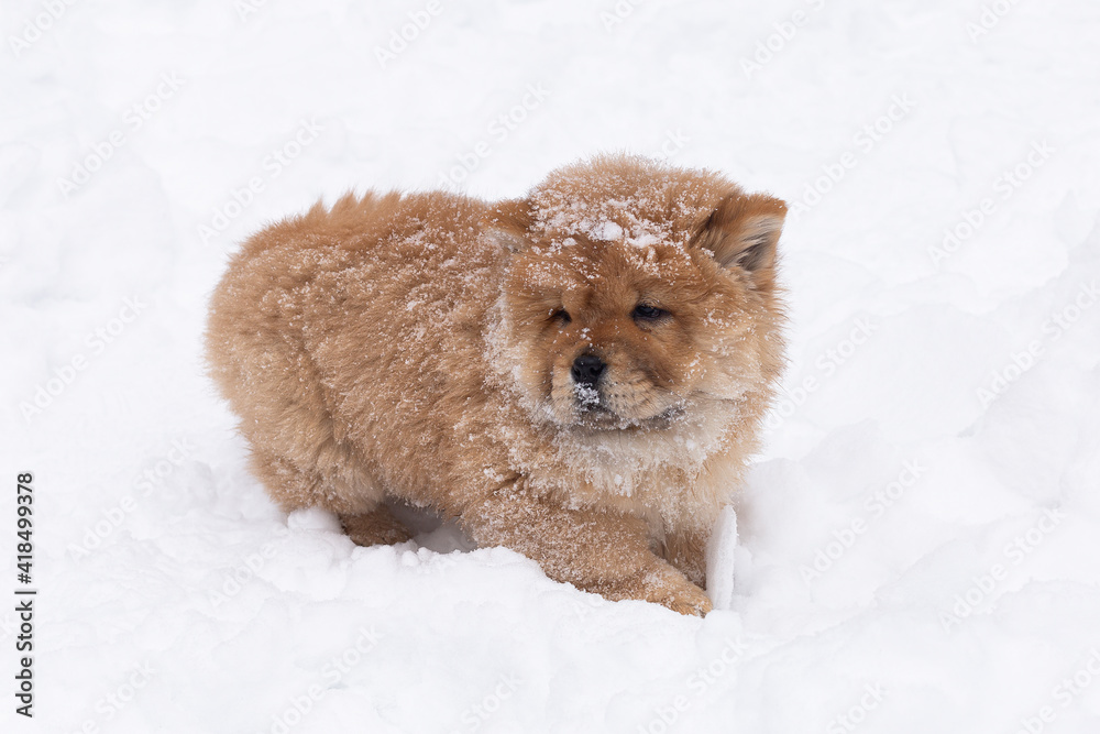 A Little fluffy funny puppy chow chow in winter in the park A Little fluffy funny puppy chow chow in winter in the park