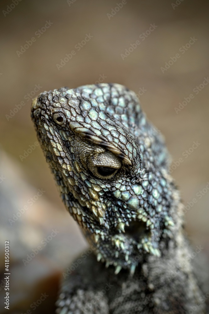 Obraz premium close up of a lizard