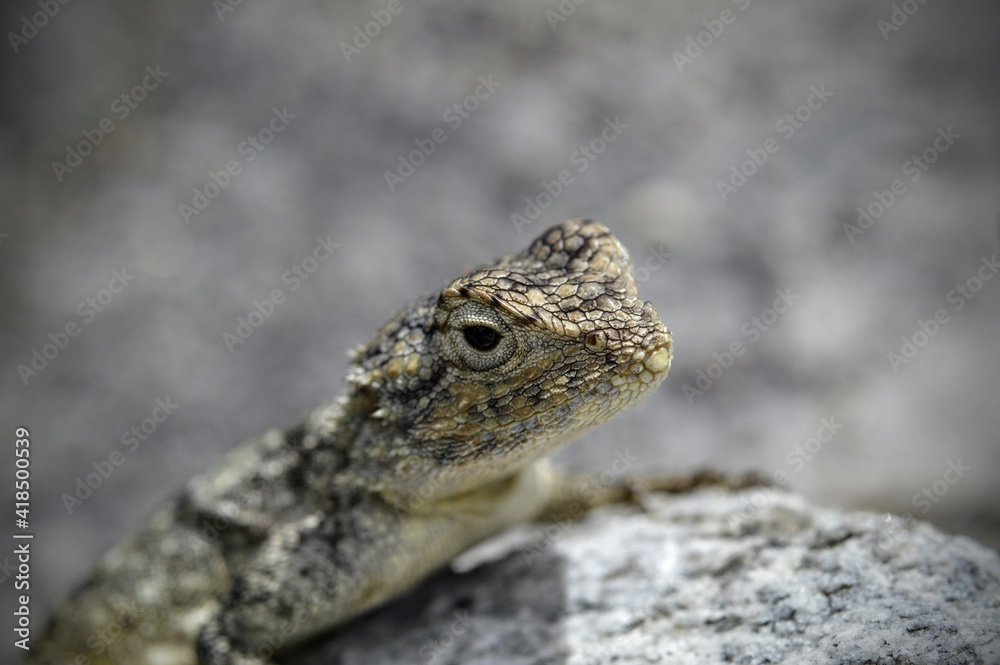 lizard on a rock lizard on a rock