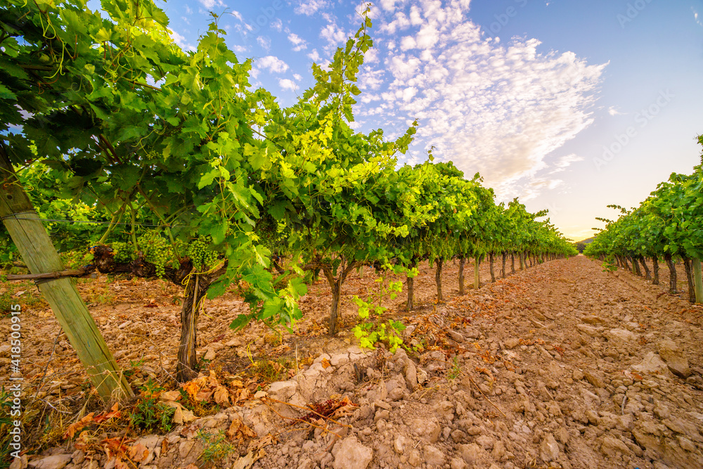 organic vineyards at sunset