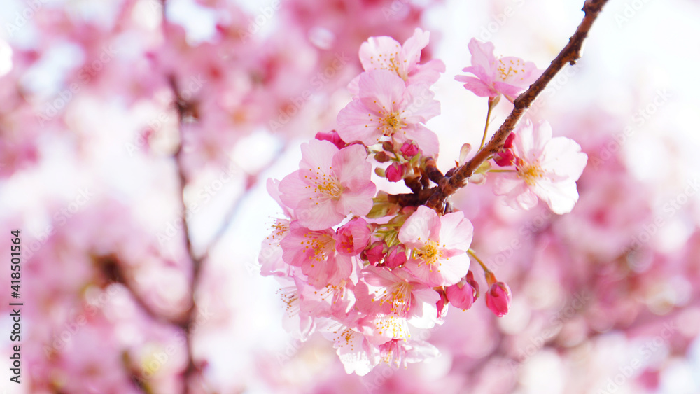 Fototapeta premium 満開の河津桜アップ