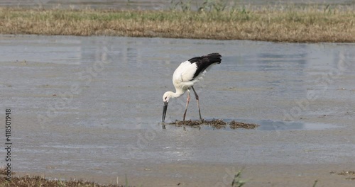 Oriental stork searching food at wetland