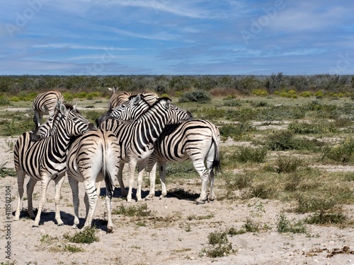 Damara zebra  Equus burchelli antiquorum  take care of each other s fur in Etosha National Park. Namibia