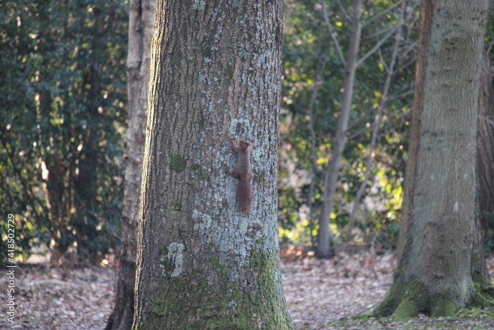Fototapeta premium tree in the park