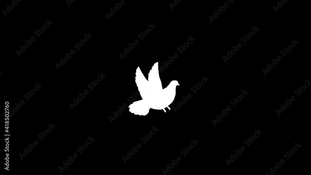 White pigeon flying on black background, Slow Motion