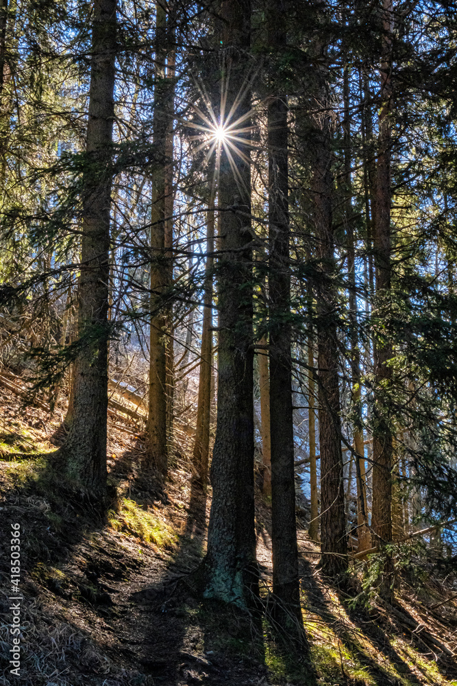 Obraz premium Coniferous forest in Low Tatras mountains, Slovakia
